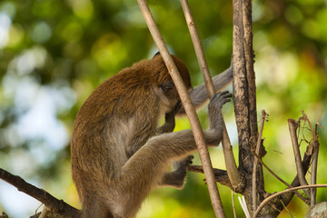 Obraz premium Singe macaques