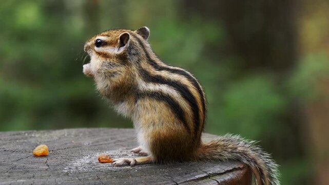 Little funny chipmunk eats raisins and nuts on a wooden stump on a summer day. 