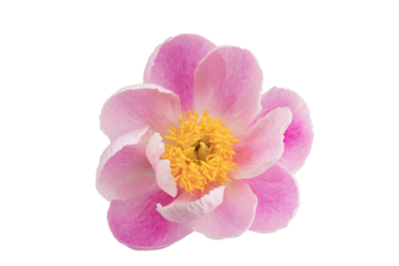 stem with leaves and flower of a tree-shaped maroon peony, isolate for clipping on a white background