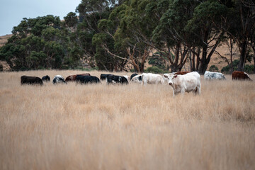 Carbon neutral cattle farming in a free range field on a farm in Australia  beautiful cattle in Australia eating grass, grazing on pasture. Herd of cows free range beef being regenerative raised