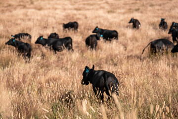 Carbon neutral cattle farming in a free range field on a farm in Australia  beautiful cattle in Australia eating grass, grazing on pasture. Herd of cows free range beef being regenerative raised