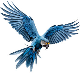 ARARA SÍMBOLO 7 DE SETEMBRO INDEPENDÊNCIA 