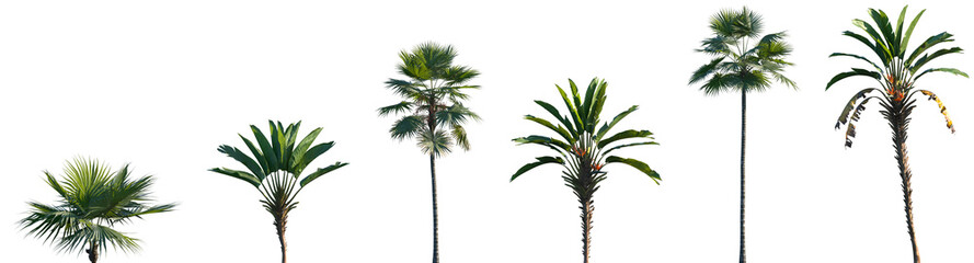 Set of Saribus rotundifolius and Strelitzia nicolai  frontal palms set isolated png on a transparent background perfectly cutout
