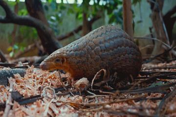 Pangolin is foraging on the ground