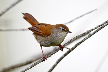 Seidensänger // Cetti's warbler (Cettia cetti) - Peloponnes, Griechenland