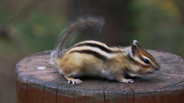 A funny little chipmunk is scurrying around on a wooden stump on a summer day.