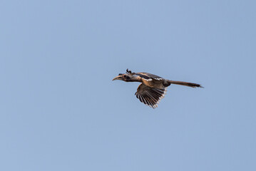 The Indian gray hornbill is a common hornbill found on the Indian subcontinent. It is mostly arboreal and is commonly sighted in pairs.
