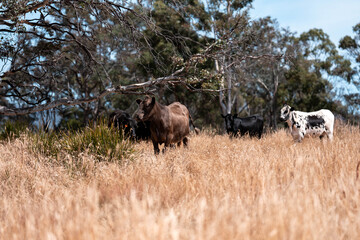 Carbon neutral cattle farming in a free range field on a farm in Australia  beautiful cattle in Australia eating grass, grazing on pasture. Herd of cows free range beef being regenerative raised