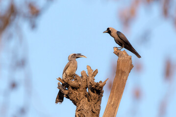 The Indian gray hornbill is a common hornbill found on the Indian subcontinent. It is mostly arboreal and is commonly sighted in pairs.