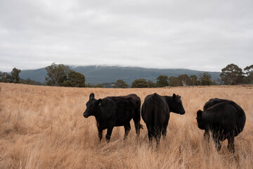 Carbon neutral cattle farming in a free range field on a farm in Australia  beautiful cattle in Australia eating grass, grazing on pasture. Herd of cows free range beef being regenerative raised