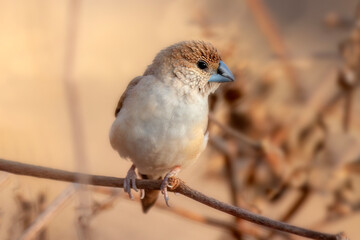 The Indian silverbill or white-throated munia is a small passerine bird found in the Indian Subcontinent and adjoining regions that was formerly considered to include the closely related African silve