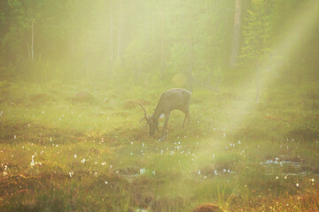 Reindeer standing in a mystical foggy forest at sunset.