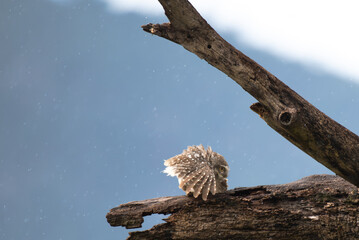 A beautiful Spotted owlet perched on a weathered tree branch,  with wings fully spread. The background is blurred.