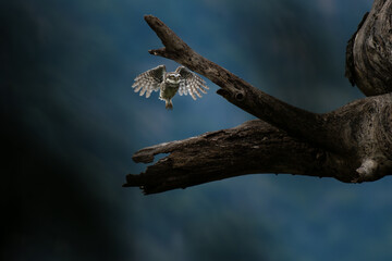 A vibrant spotted owlet in mid flight lands on a weathered branch with wings spread wide against a...