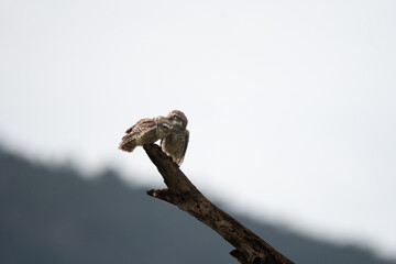 Two spotted owlets perched on a dry tree branch against a soft, grey sky. 