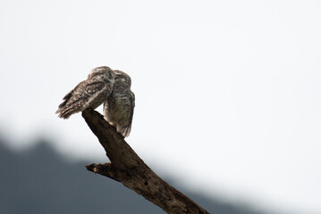 Two spotted owlets perched on a dry tree branch against a soft, grey sky. 
