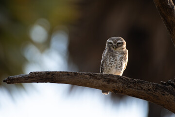 A vibrant Spotted owlet perched on a dry tree branch with blurred background.