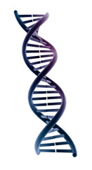 3D illustration of a DNA double helix structure with a transparent background. The helix features a gradient of blue and purple colors, symbolizing genetics and biology.