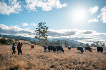 livestock in a meadow, sustainable carbon neutral farming being practiced. regenerative raised cows in a field. agricultural technology innovation in australia © Phoebe