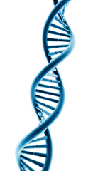 A blue DNA double helix structure on a transparent background. The strands twist elegantly, showcasing the intricate design of genetic material.
