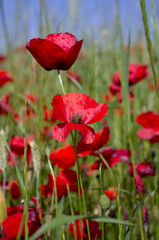 Obraz premium A vibrant field of red poppies beautifully growing amidst the tall grass
