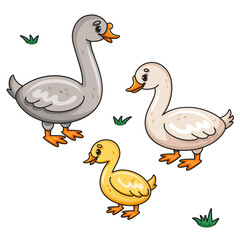Cute Goose, Duck Family in Grass. Vector Illustration