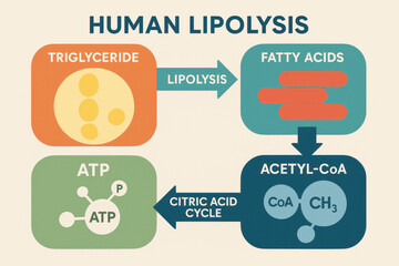 Human Lipolysis Process Illustration