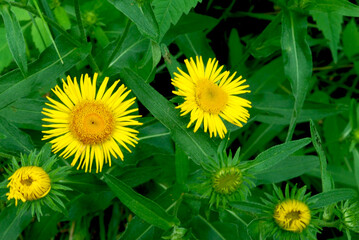 yellow flowers of Pentanema britannica plants from the aster family on a background of green leaves...