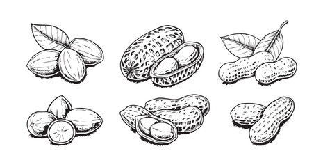 Collection of hand drawn peanut illustrations silhouette