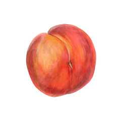 Ripe peach realistic watercolor illustration isolated on white. Hand-drawn fruit in orange red color. Botanical drawing with natural texture. Summer food clipart for packaging, product designs