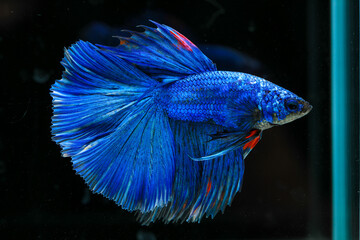 Capture the moving moment of siamese fighting fish isolated on black background. Betta fish