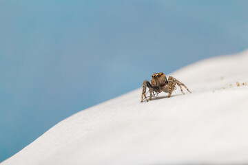 jumping spider on a white petal