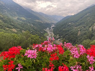 flowers in the mountains
