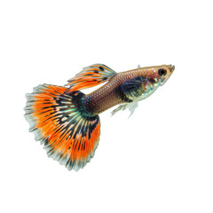 Fototapeta premium Colorful Guppy Fish Swimming Gracefully With Transparent Background