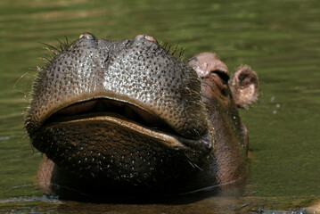 A hippopotamus in the water, focusing on its large and textured snout. The hippo's powerful jaws, wide mouth, and unique, bumpy skin texture
