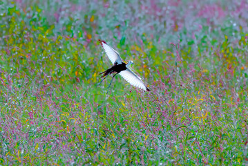 beautiful pictures of pheasant tailed jacana with water lily flowers 