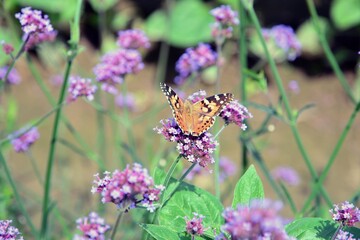 Schmetterling Faunauge