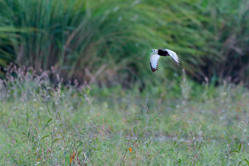 beautiful pictures of pheasant tailed jacana with water lily flowers 