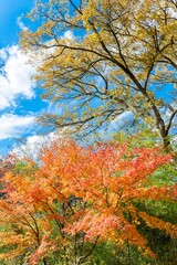 鮮やかな赤色に紅葉したモミジの木と秋の青空と雲