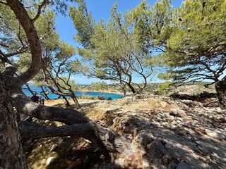 Forêt méditerranéenne