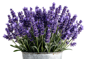 Fototapeta premium Lavender flowers in a rustic metal bucket.