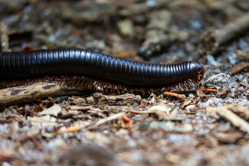 Centipede crawling on the forest floor.  Trigoniulus corallinus