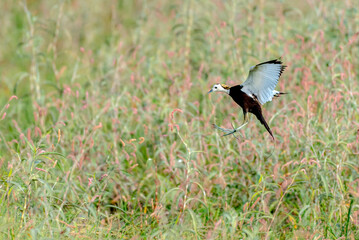 beautiful pictures of pheasant tailed jacana with water lily flowers 