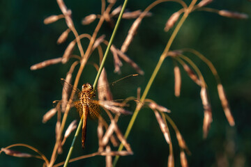stunning dragonfly rests on slender grass blades as sun sets in background, casting warm hues over tranquil landscape, capturing moment peaceful coexistence in nature. close up.