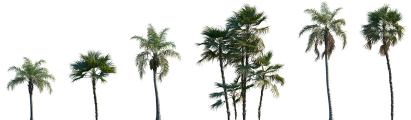 Set of Syagrus romanzoffiana and Acoelorraphe wrightii palms frontal isolated png on a transparent background perfectly cutout
