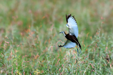 beautiful pictures of pheasant tailed jacana with water lily flowers 