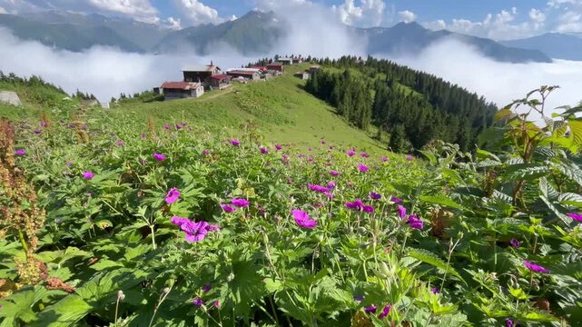 Ka&ccedil;kar Mountains National Park natural life