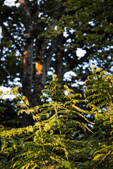 Paysage en forêt