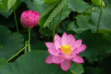 Obraz premium Beautiful lotus flower blooming in the early morning swamp.