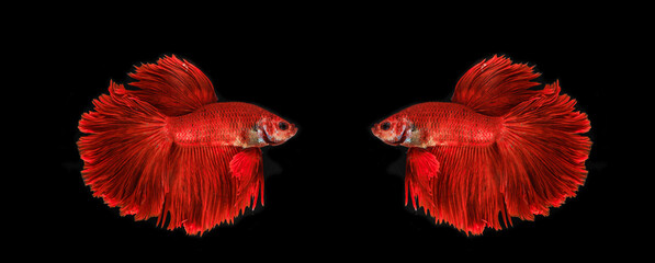 Capture the moving moment of siamese fighting fish isolated on black background. Betta fish